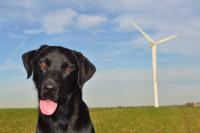 Search Dog