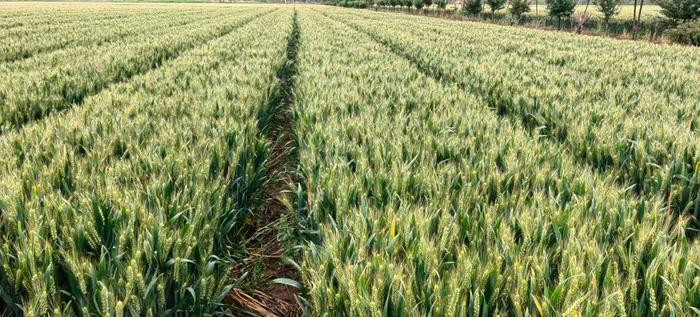 TaGeBPL-4B, a novel gene regulates grain number per spike in wheat