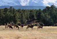 Deer Grazing