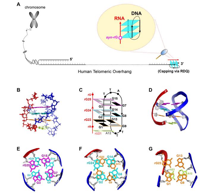 Researchers Uncover the Hidden Structure of an RNA–DNA Hybrid G-Quadruplex