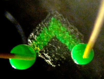 Synthetic Tissue Built by 3-D Printer (1 of 2)