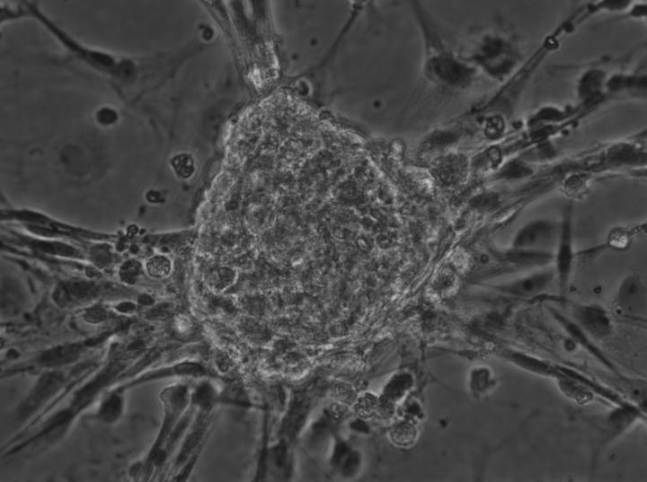 Bovine Blastocysts