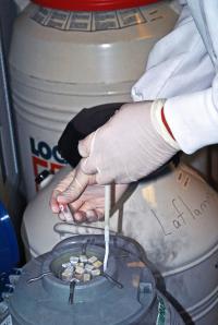 Frozen Specimens
