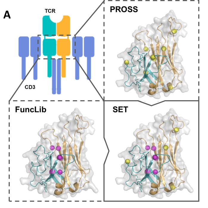 Computational design of the Structurally Enhanced T-cell Receptor (SET)