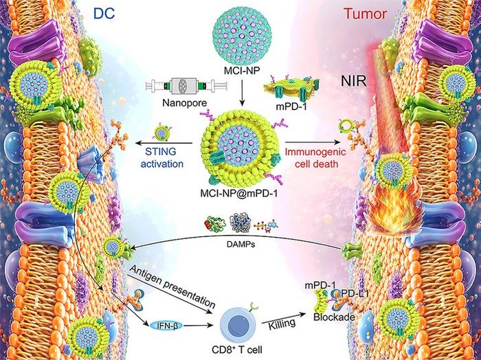 Design and Antitumor Immune Mechanism of PD-1-Functionalized Biomimetic Nanomedicine