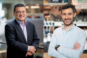 Find how signaling between two metabolic organelles communicate to activate and deactivate regulatory T cells, with implications for immune-related disease.