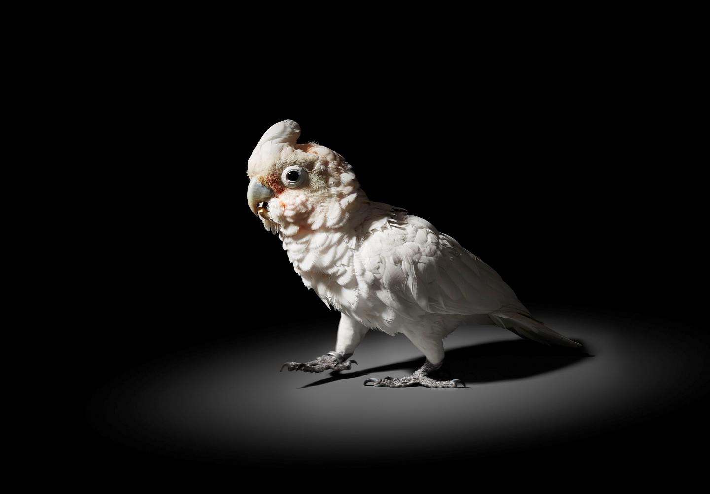 Goffin's Cockatoo