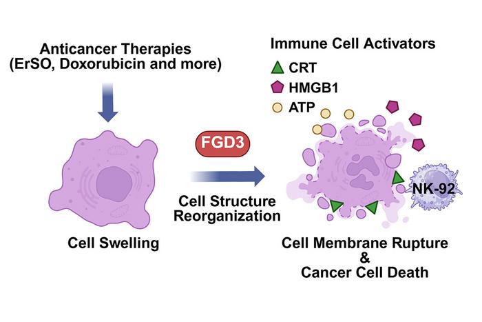 Cancer killing pathway