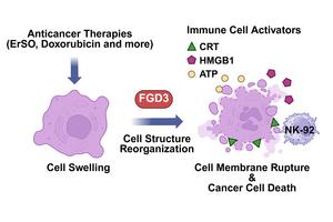 Cancer killing pathway