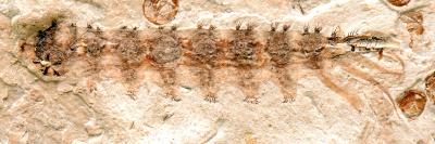 The Fossil