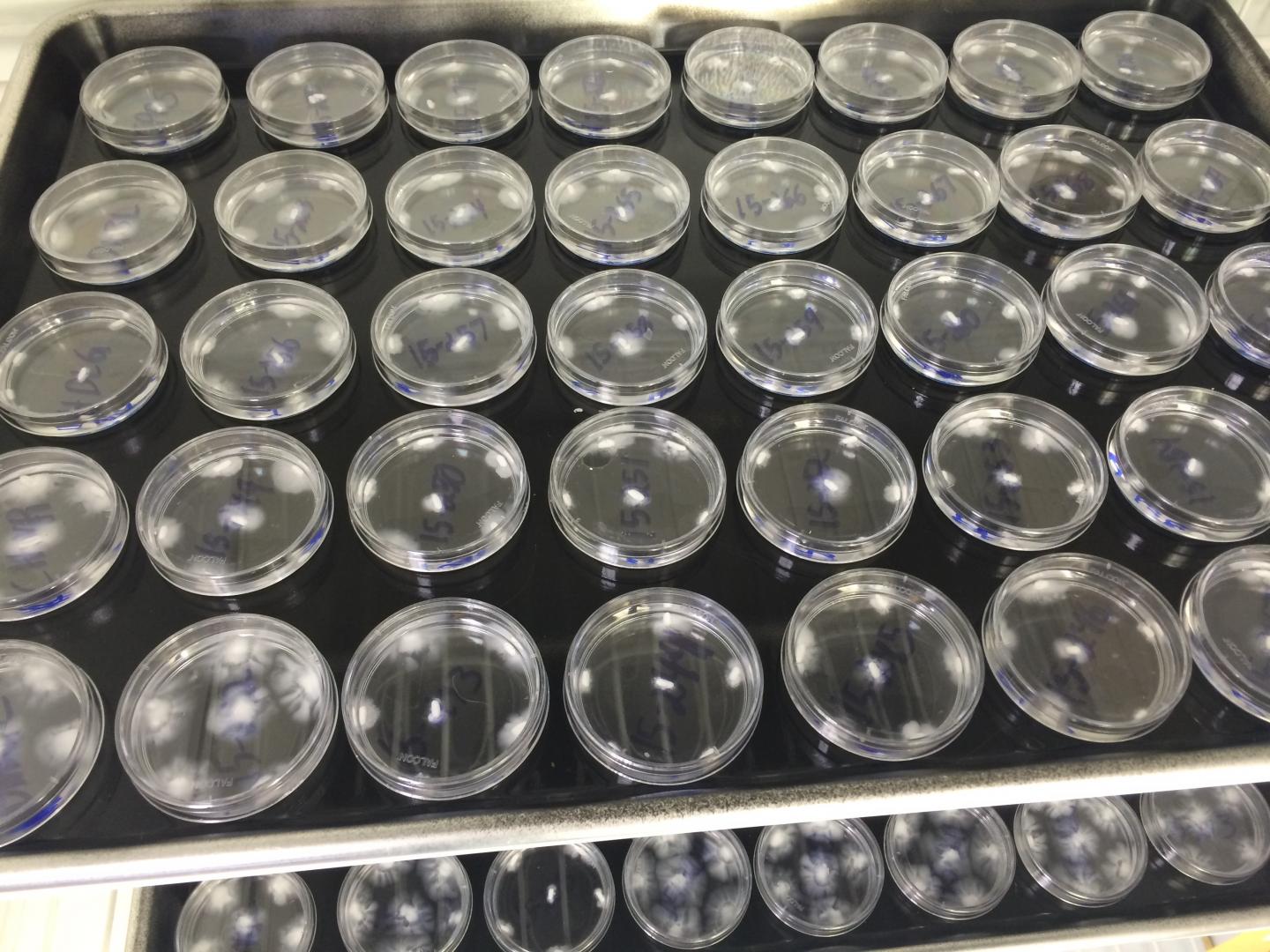 Petri Dishes