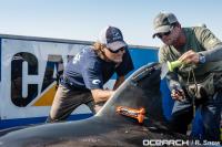 Shark Tagging