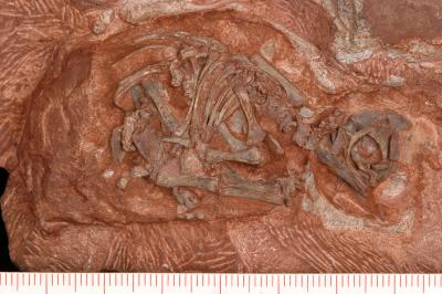 Embryonic Skeleton from Clutch of Eggs