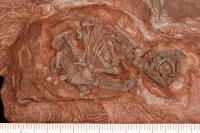 Embryonic Skeleton from Clutch of Eggs