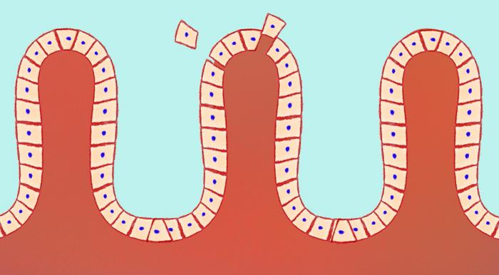 Intestinal surface cells pull rather than push