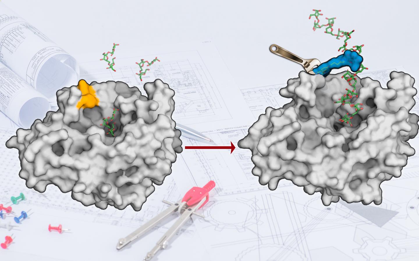 An Enzyme from the Tailoring Industry