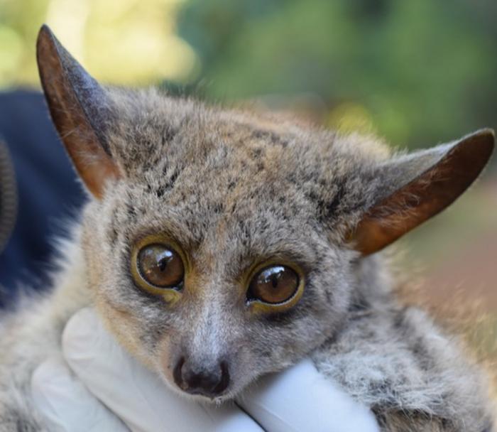 Bushbaby close up