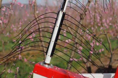 String Blossom Thinner Proves Effective Across Stages of Bloom Development