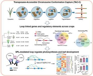 Schematic overview of the TAC-C technology and patterns of long-range chromatin interactions revealed by TAC-C