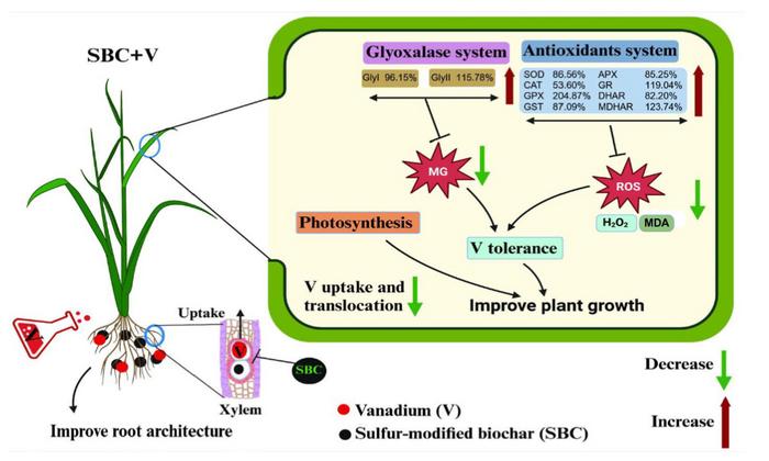 Effectiveness of sulfur-modified wheat straw biochar in alleviating vanadium stress in rice: impacts on growth, photosynthesis, and redox regulation
