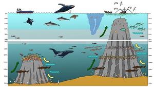 The seamounts of Cape Verde: a biodiversity hotspot and a priority for marine conservation in the central-eastern Atlantic