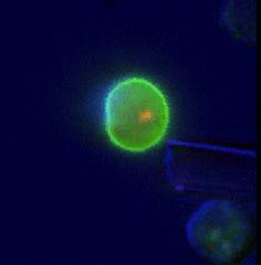 Cytokinesis Feedback