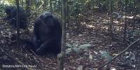La Belgique chimpanzees