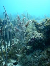 Cyanobacterial Growth