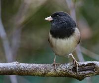 Dark-Eyed Junco