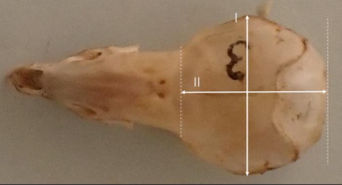 Photographs and schematic illustrations of shrew skulls.