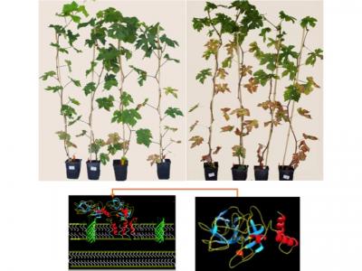 Infected and Protected Grapevines