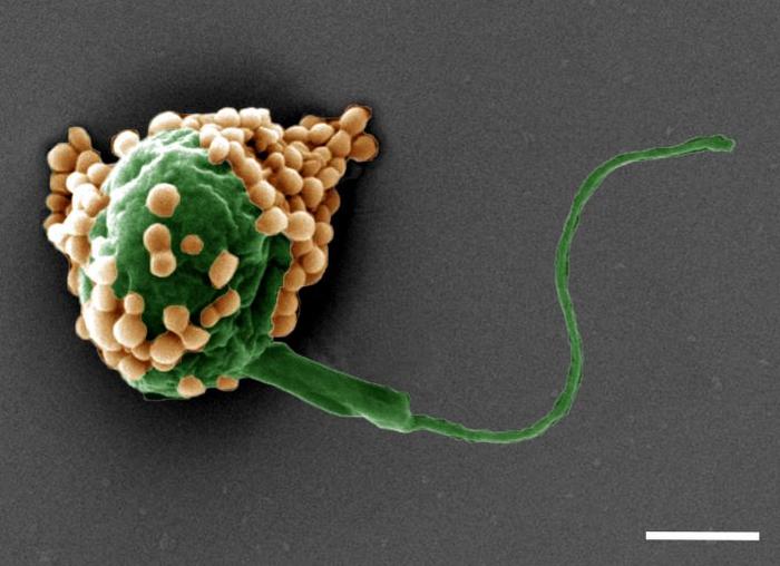 Breathable microrobots - 1