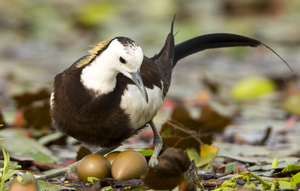 The pheasant-tailed jacana