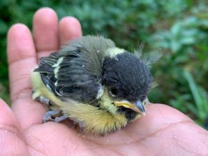 Great tit nestling - credit Devi Satarkar