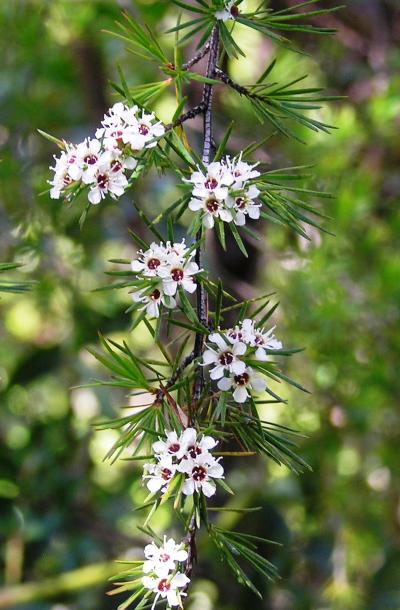 <I>Kunzea ericoides</I>
