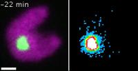 The Pyrenoid During Cell Division