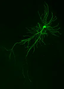 Mouse neuron