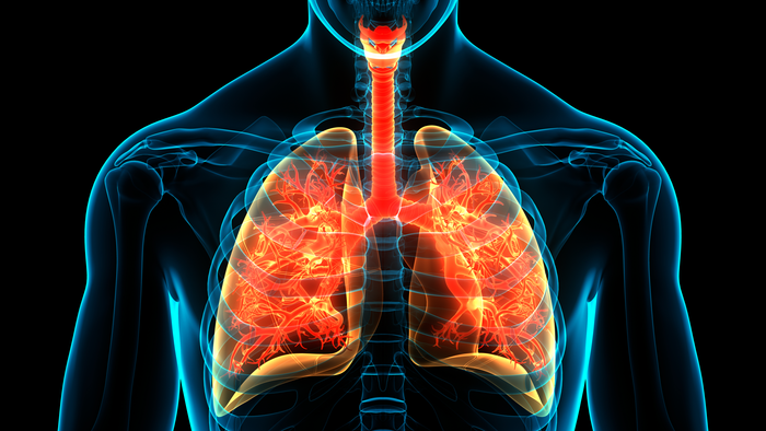 Human Lungs