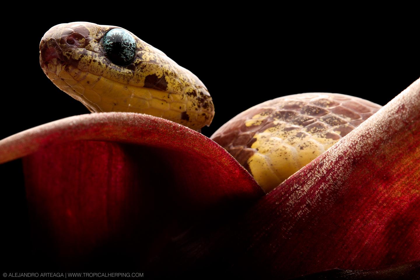 The New Species <i>Sibon bevridgelyi</i> Dubbed 'the Prettiest of the Lot'