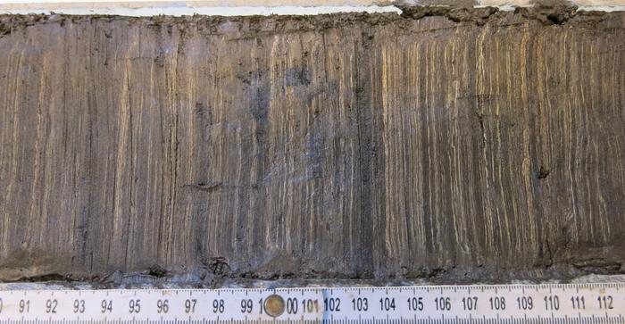 Cross section of a sediment core