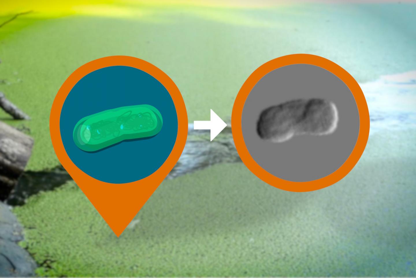 Bloom of Cyanobacteria