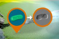 Bloom of Cyanobacteria
