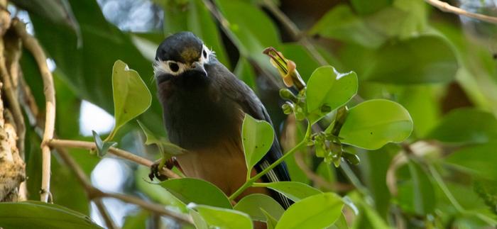 Short-beaked bird with short-flowered plant