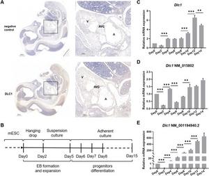 Dynamic Dlc1 expression changes during cardiac progenitor differentiation of mESCs.