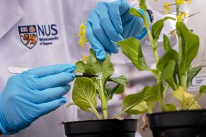 2025 1209 Microneedles for plant growth 2