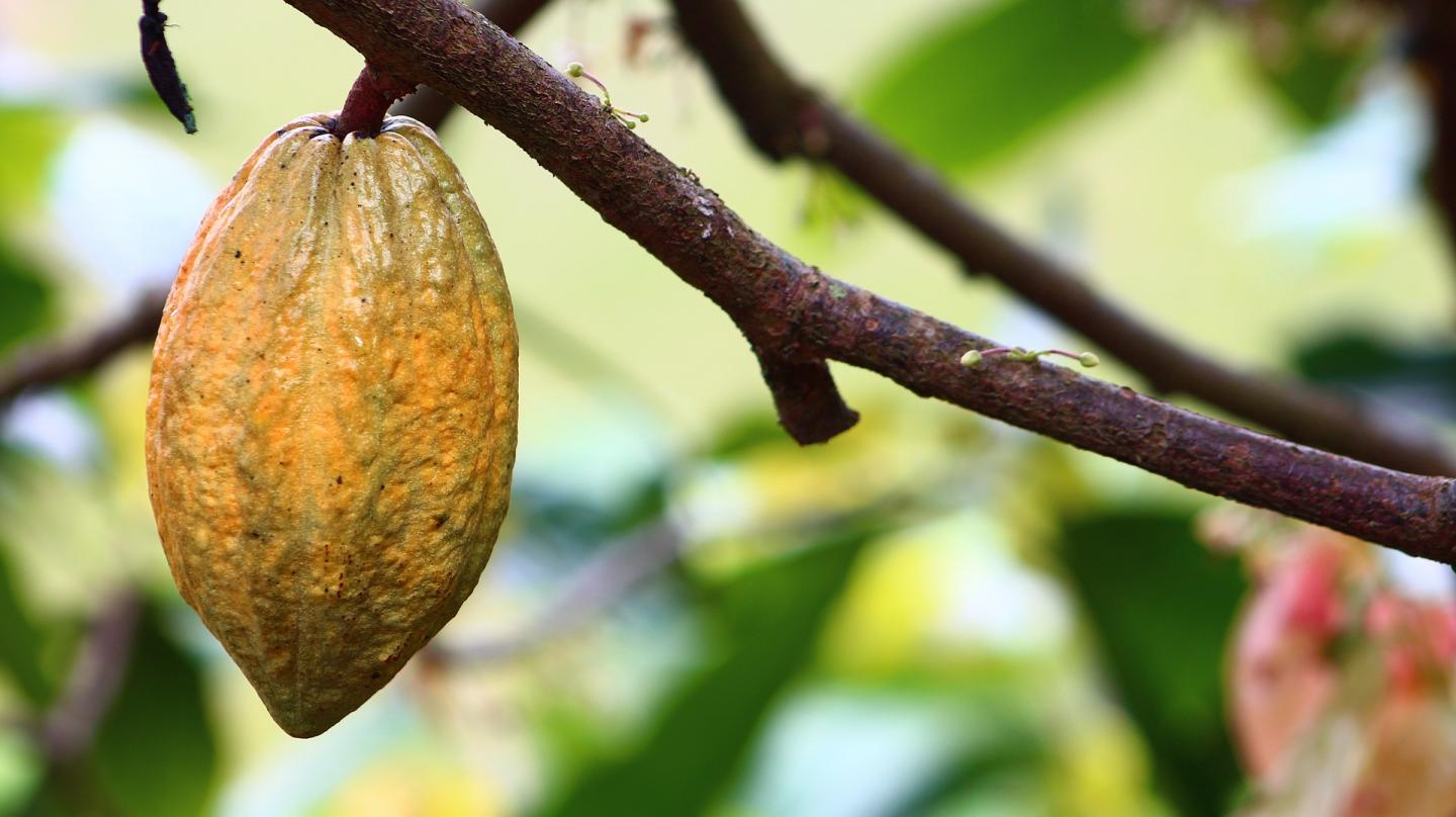 Cocoa Compound