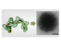 Targeting the Brain
