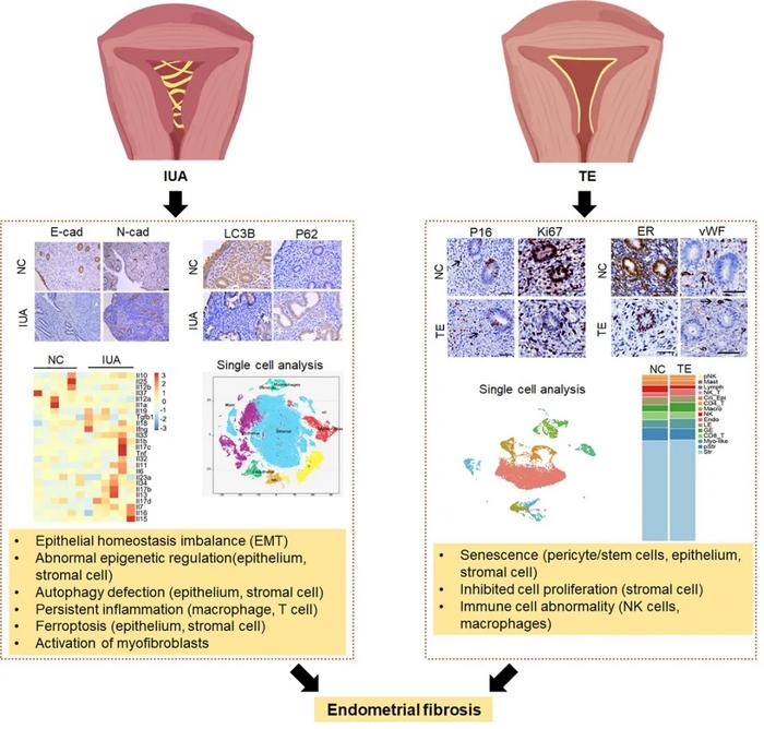 Figure 2. Prominent progress on the molecular mechanisms of IUA and TE.