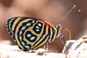 Butterfly_2
