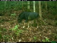 A serow in the Annamite Mountains